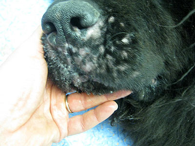 cas-de-mycosis-fongoide-chez-chien10