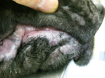 cas-de-mycosis-fongoide-chez-chien11
