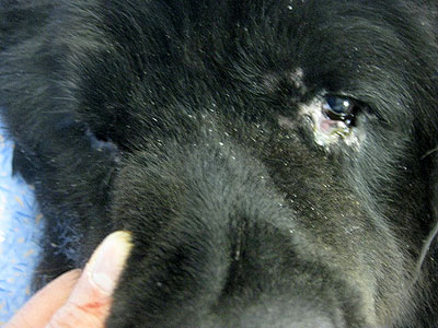 cas-de-mycosis-fongoide-chez-chien12