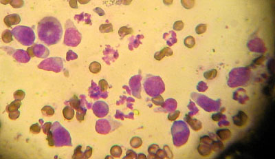 cas-de-mycosis-fongoide-chez-chien13
