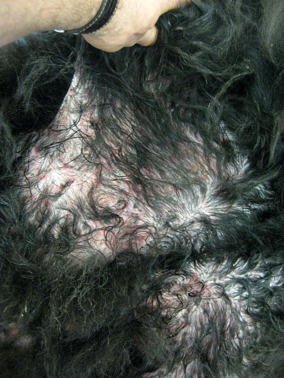 cas-de-mycosis-fongoide-chez-chien2