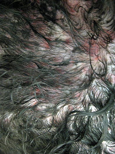 cas-de-mycosis-fongoide-chez-chien3
