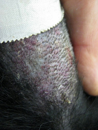 cas-de-mycosis-fongoide-chez-chien7