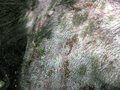cas-de-mycosis-fongoide-chez-chien8