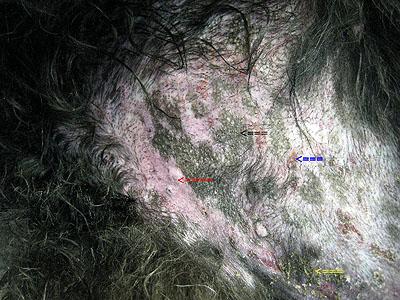 cas-de-mycosis-fongoide-chez-chien9
