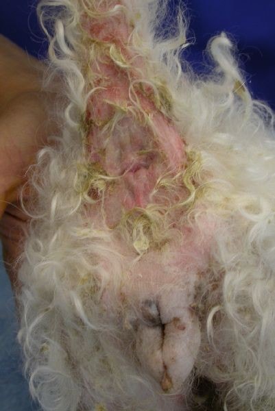 cas-de-mycosis-fongoide-chez-une-chienne-2