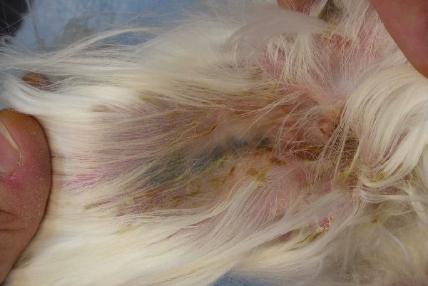 cas-de-mycosis-fongoide-chez-une-chienne-4