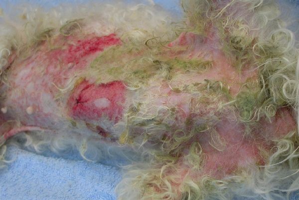 cas-de-mycosis-fongoide-chez-une-chienne-7