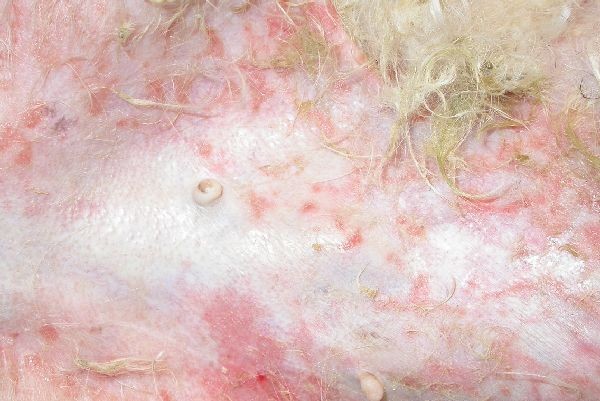 cas-de-mycosis-fongoide-chez-une-chienne-9