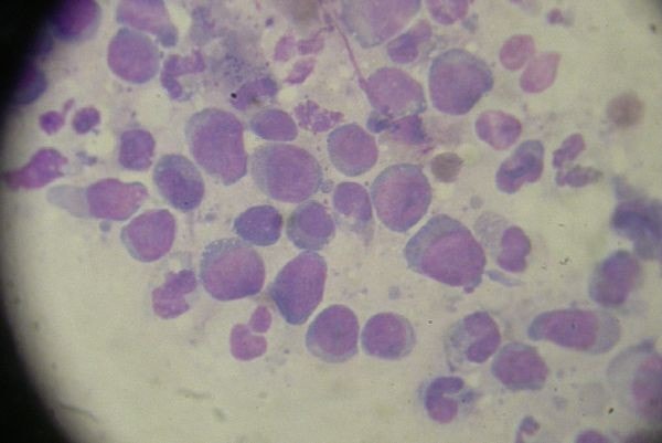 cas-de-mycosis-fongoide-chez-une-chienne-pascaultfannya