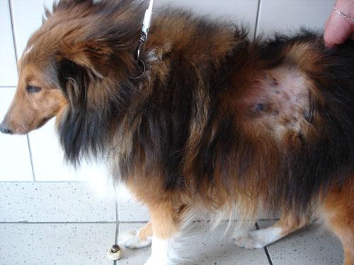 cas-de-neurofibromatose-chez-chienne-shetland1