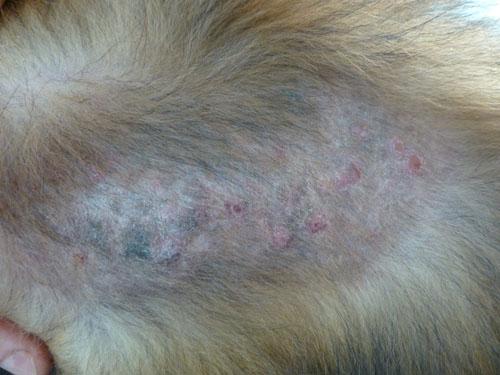 Un cas de neurofibromatose chez une chienne Shetland