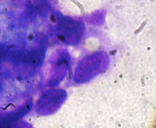 cas-de-neurofibromatose-chez-chienne-shetland3