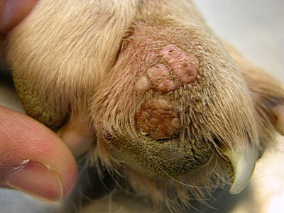 cas-de-papillomes-inverses-squameux-chez-chien3