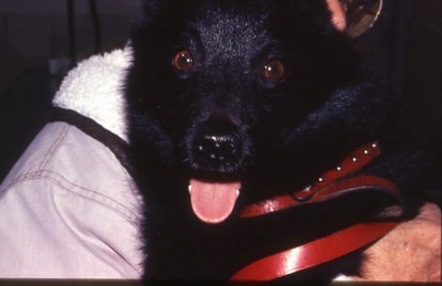 Un cas de pemphigus érythémateux canin