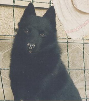 Un cas de pemphigus érythémateux canin