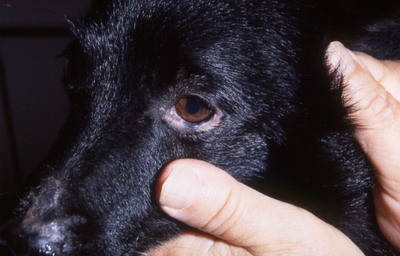 Dermatoses auto-immunes