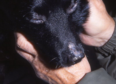 Un cas de pemphigus érythémateux canin