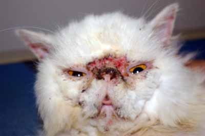 Dermatoses auto-immunes