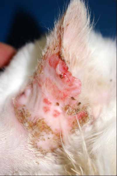 cas-de-pemphigus-foliace-chez-chat10