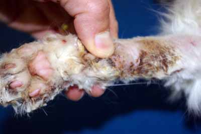 cas-de-pemphigus-foliace-chez-chat2