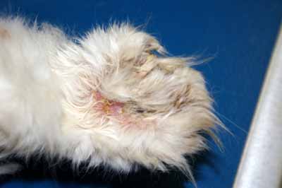 cas-de-pemphigus-foliace-chez-chat3