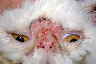 cas-de-pemphigus-foliace-chez-chat4