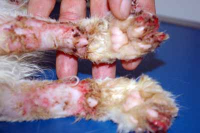 cas-de-pemphigus-foliace-chez-chat6