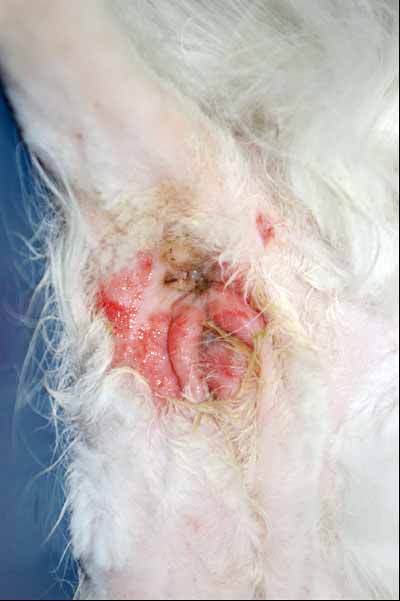 cas-de-pemphigus-foliace-chez-chat7