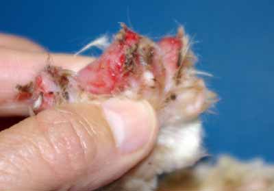 cas-de-pemphigus-foliace-chez-chat8