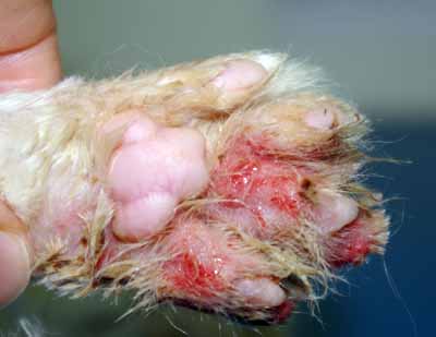 cas-de-pemphigus-foliace-chez-chat9