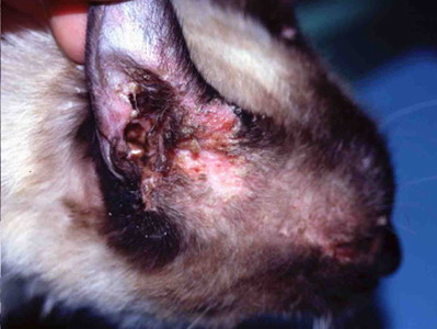 cas-de-pemphigus-foliace-chez-chatte1