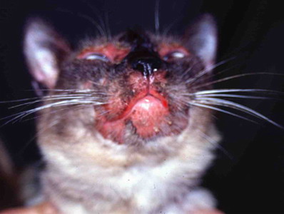 Un cas de pemphigus foliacé chez une chatte