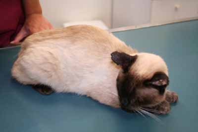 cas-de-pemphigus-foliace-felin-associe-a-dermatophytose1