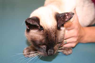 cas-de-pemphigus-foliace-felin-associe-a-dermatophytose2