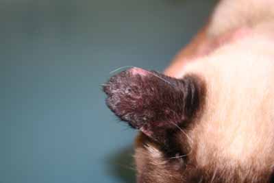 cas-de-pemphigus-foliace-felin-associe-a-dermatophytose3