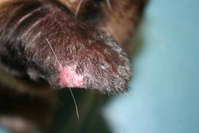 cas-de-pemphigus-foliace-felin-associe-a-dermatophytose4