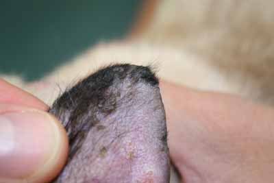 cas-de-pemphigus-foliace-felin-associe-a-dermatophytose6