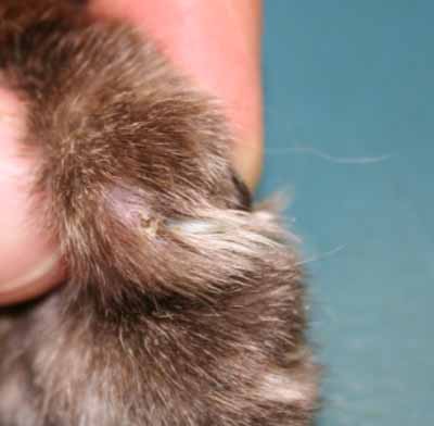 cas-de-pemphigus-foliace-felin-associe-a-dermatophytose7