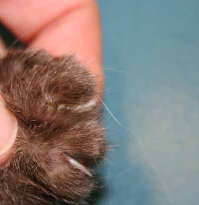 cas-de-pemphigus-foliace-felin-associe-a-dermatophytose8
