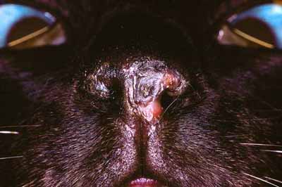 cas-de-pemphigus-foliace-felin1