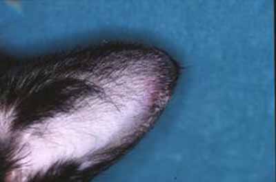 cas-de-pemphigus-foliace-felin2