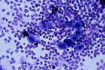 cas-de-pemphigus-foliace-felin4