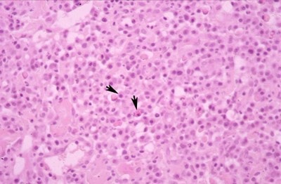 cas-de-pododermatite-plasmocytaire-feline4