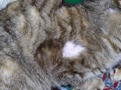 Un cas de prurit cervico-facial félin d'origine dermatophytique cas-de-prurit-cervico-facial-felin-dorigine-dermatophytique2