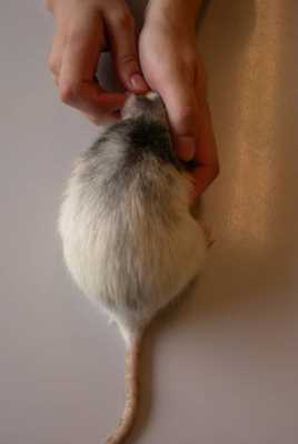 cas-de-pseudogale-a-radfordia-ensifera-chez-rat1
