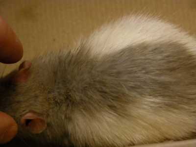 cas-de-pseudogale-a-radfordia-ensifera-chez-rat1