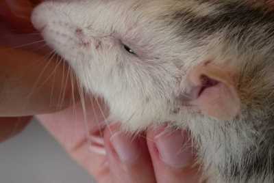 Un cas de pseudogale à Radfordia Ensifera chez un rat