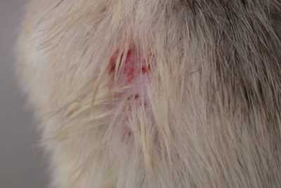 Un cas de pseudogale à Radfordia Ensifera chez un rat