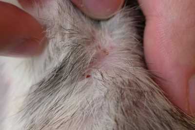 Un cas de pseudogale à Radfordia Ensifera chez un rat